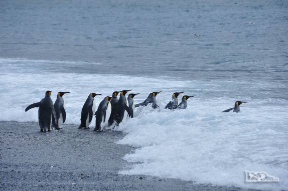 Pinguins rei entram no mar em Salisbury Plain, na Geórgia do Sul